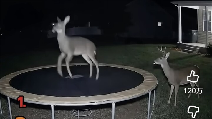 When the little animals discovered the human trampoline, the vibe suddenly changed～