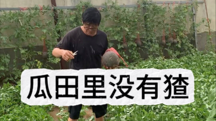 There are no badgers in the melon patch.