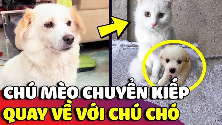 Ly kỳ câu chuyện chú mèo 'TIỂU BẠCH' đầu thai xong vẫn tiếp tục  làm bạn với chú chó 😍 | Gâu Đần