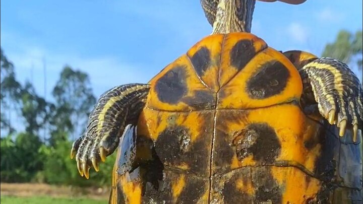 This Brazilian turtle today is pretty big—what a pity!