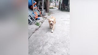 Nhạc ko liên quan mà hài quá. cunyeucuadua yeucho yeuchomeo cún cúncon chó chómèo chócon chókhôn yeuchomeo chócute pet dog dogsoftiktok