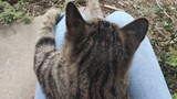 [Hewan]Kucing terlantar ini sangat lucu dan jinak