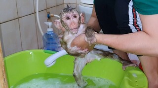 Smart Obedient Lion Routine Bathing