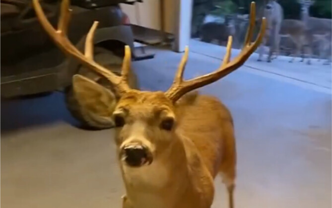 A foreign guy gave food to a little deer, and later the deer herd became his fans, securing him a st