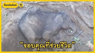 ช้างป่าเปล่งเสียงคล้ายต้องการ "ขอบคุณ" มนุษย์ผู้ช่วยชีวิต | Dog's Clip