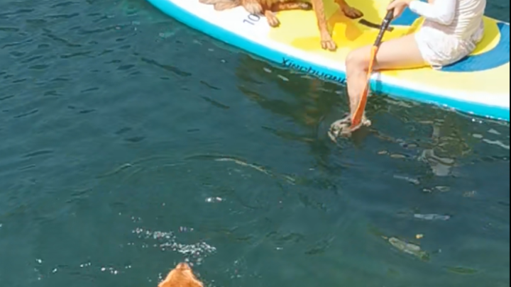 โกลเด้นรีทรีฟเวอร์ดำน้ำทำให้ดัชชุนบนกระดานอ้าปากค้าง!