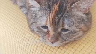 Ibu bilang aku hanya bisa makan tiga kali sehari