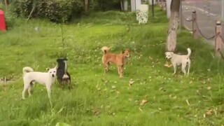猫猫：世界上还是好狗多哈