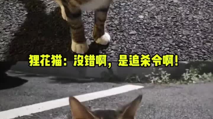 狸花猫：赶紧结尾款