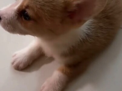 Believe it or not, I’ll turn you into a half‑Pomeranian!