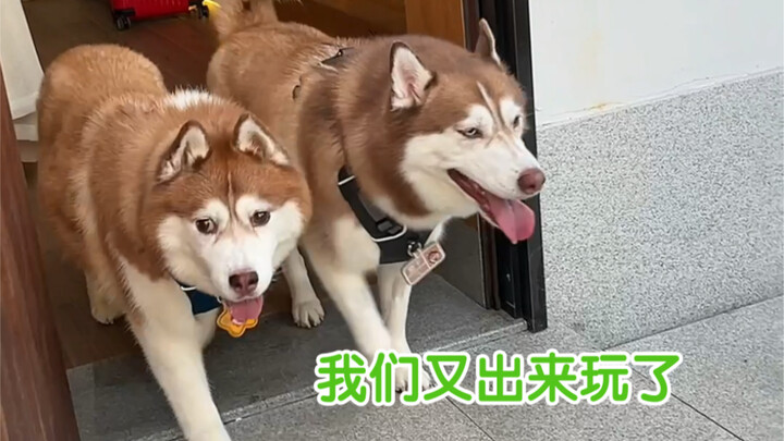 Taking the dog out for a stroll ended in a huge blunder—this is wilder than any joke you’d dare writ