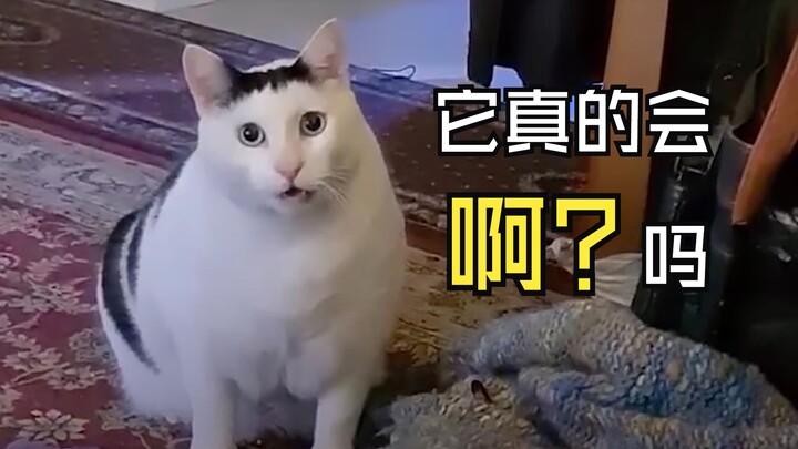 Những meme mèo nổi tiếng khắp mạng rốt cuộc đang làm gì vậy?