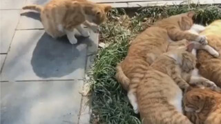 午睡的橘猫