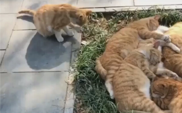 Napping orange cat