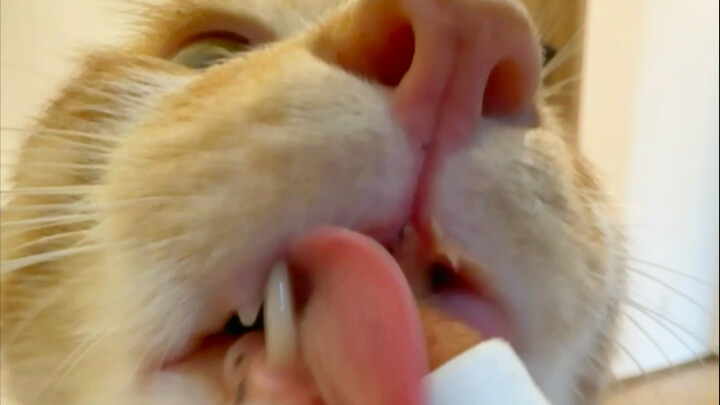 Little Cat sends wishes for a happy and peaceful Dragon Boat Festival to all the big brothers and si