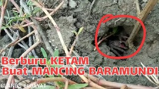 Kamu pernah di cubit Ketam? Ternyata enak kayak di cubit anu || berburu ketam untuk umpan Baramundi