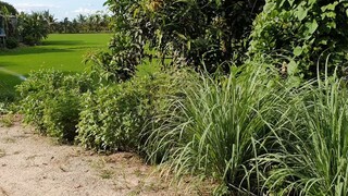 Chú Út Giăng Lưới Cá Rô Đồng Bằng Mồi Xác Mắm Dính Toàn Cá Bự Cho Buổi Cơm Chiều