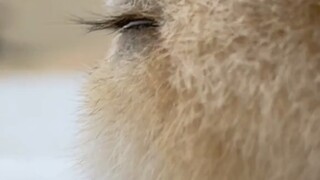 Wajah kucing yang imut dari samping benar-benar memukau～sangat menenangkan