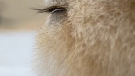 "وجه القط اللطيف من الجانب يضرب مباشرةً في القلب ~ مريح جدًا"