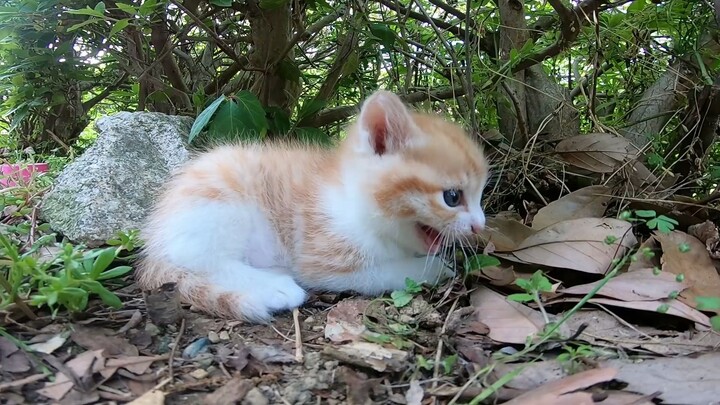 [Animals]What a cute kitty under the tree