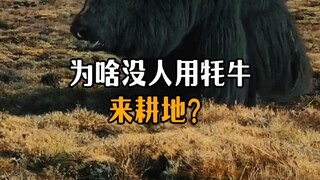 Yaks are also cattle—so why doesn’t anyone use them for plowing fields?