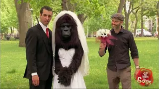 Best prank ever Bridezilla- No, just Gorilla Bride - YouTube