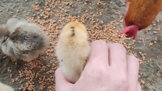 Apa yang akan terjadi jika menangkap anak ayam di depan induknya