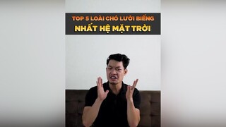 Top 5 loài chó lười biếng nhất hệ mặt trời tuitienpet petonesaigon petnhatrang dcgr