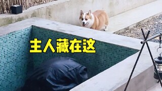 เมื่อเล่นกับสุนัขของคุณ ให้หายตัวไปทันทีและดูว่ามันตอบสนองอย่างไร