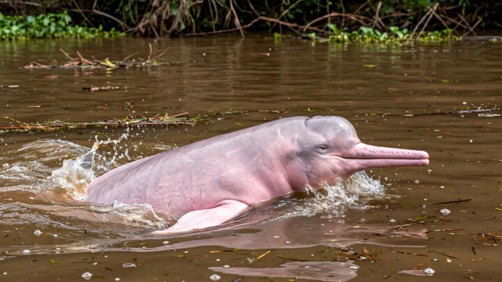 Pink  River Dolphin (Boto)