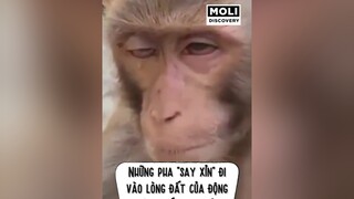 Nhậu thì nhậu sương sương thôi, nhậu quá nó ô dề nha mấy anh em funny haihuoc amimal animals dongvat vui vuinhon molidiscovery moligroup