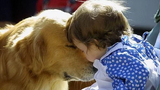 สุนัขและลูกโกลเด้นรีทรีฟเวอร์เป็นเพื่อนที่ดีที่สุด - สุนัขน่ารักรักเด็กรวบรวม