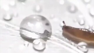 daily life of a snail