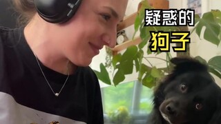 Those amazing animal videos!