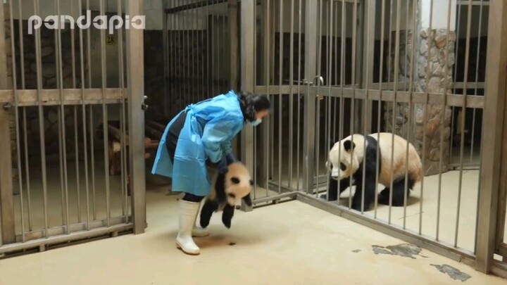 ส่งแพนด้าอ้วนตัวน้อยที่พลัดหลงกลับคืนสู่แม่แพนด้า