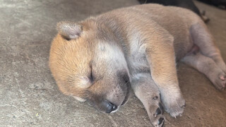 Tidak bisa menahan diri untuk bermain sebentar