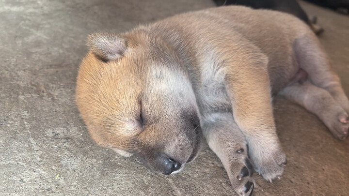 Tidak bisa menahan diri untuk bermain sebentar