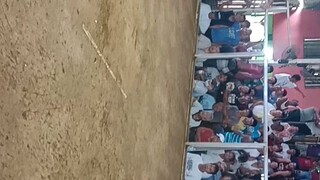 10 months old Boston roundhead 2hits ulutan anggat cockpit arena