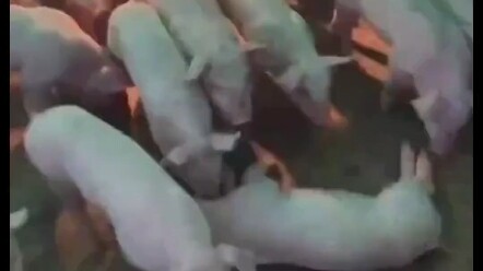 Early in the morning, the owner discovered that the little pig was lying on the ground, completely s