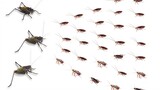 (รวมคลิปสัตว์โลก) ตั๊กแตน 3 ตัว vs แมลงสาบอเมริกัน 100ตัว ตัดสินกัน!
