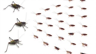 3 Katydids VS 100 Cockroaches