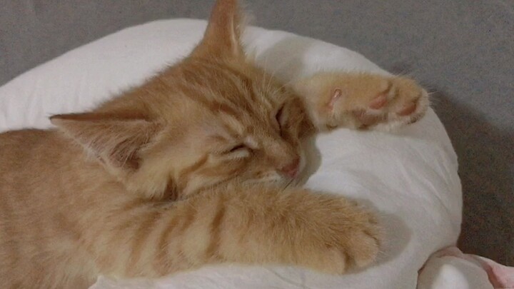 【Seri Koleksi】Ada kucing yang tiba-tiba berubah penampilan saat tertidur! Dulu siapa sih yang bukan 