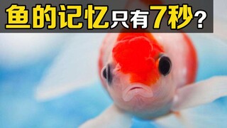 Apakah benar ikan hanya memiliki ingatan selama 7 detik? Para ilmuwan membuktikan kebohongannya mela
