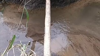 The Cat After Returning to the Village