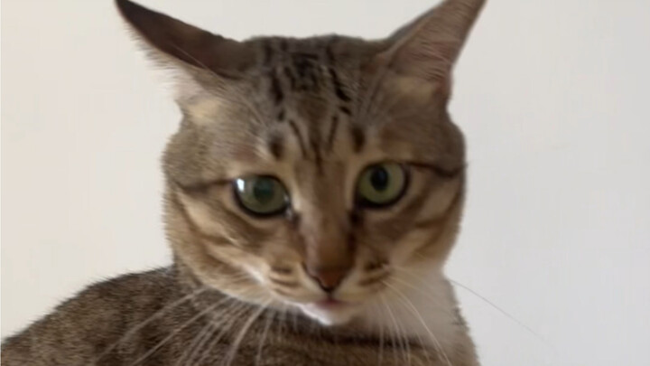 Question: Exactly how many times did Da Mi bite me?