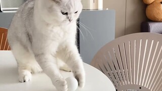 Meskipun saya tidak bisa berkata-kata, saya benar-benar tertawa sampai mati! !