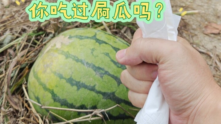 Khi những quả dưa hấu dại trong sân bị gọi là “dưa ị”...