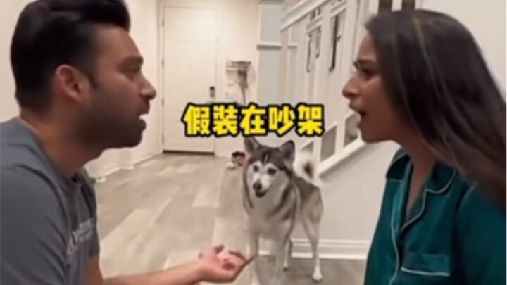 Pit Bull: Finally got a chance to rag on you!