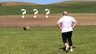 بياوزي بين كلاب الرعي