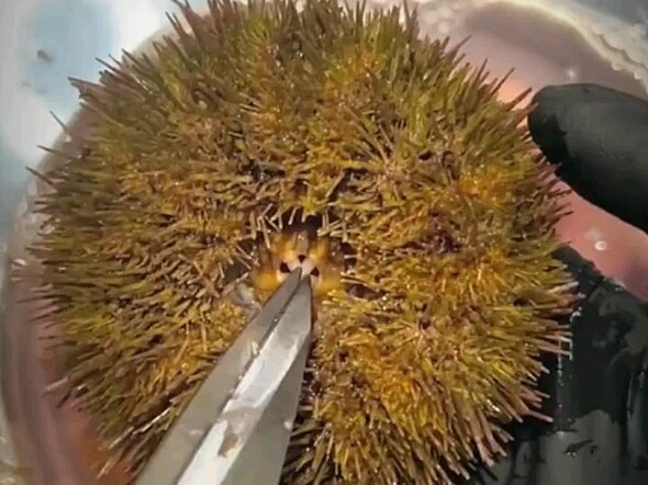 Rekam satu shot tanpa henti: Langsung merasakan sensasi membuka seekor bulu babi!